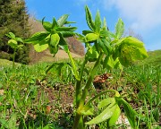 75 Helleborus viridis- Elleboro verde